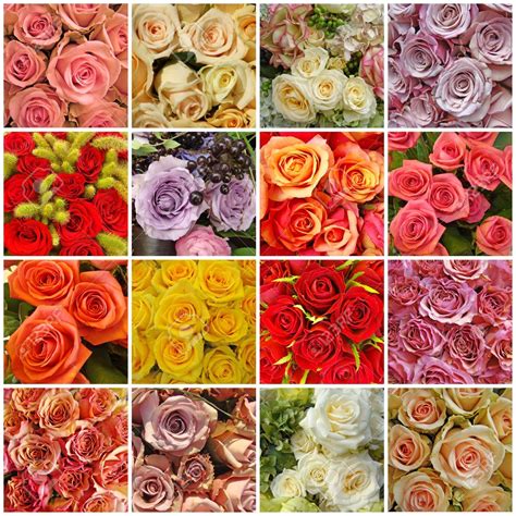 A Dozen Interesting Facts about Roses | Search