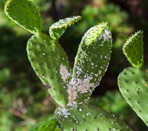 Be Aware of 10 Common Houseplant Pests & How to Control them