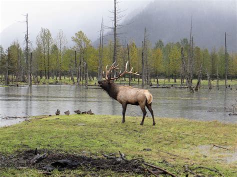 Alaska Wildlife Conservation Center - Helen & Bill from Gibson Hill