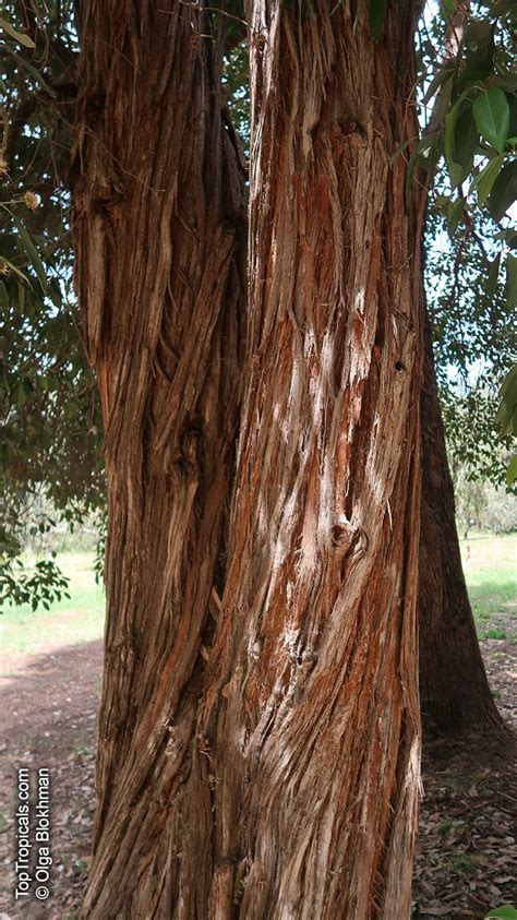 Syncarpia glomulifera, Turpentine Tree, Yanderra