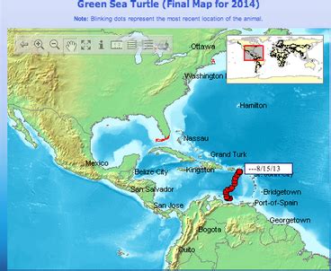 Migration - Green Sea Turtles