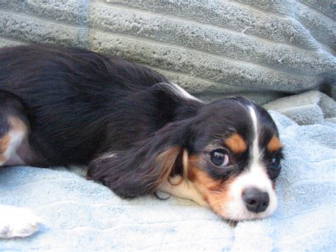 Cavalier King Charles Spaniel Puppies For Sale | Roseville, CA #281582