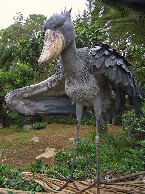 Shoebill | Unusual animals, Shoebill, Shoebill stork