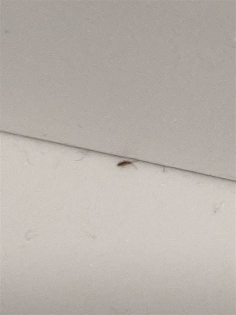 Seeing lots of these tiny bugs in my bathroom and the bedroom next to ...