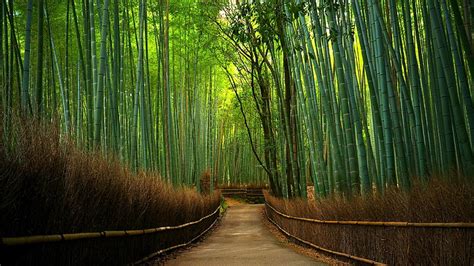 HD wallpaper: green bamboo trees, Japan, Forest, bamboo forest, natural ...