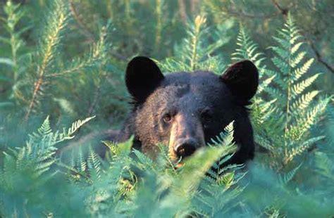 Facts About Black Bears In The Adirondacks