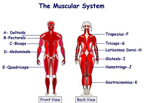 PE - 1.2.4 - A healthy active lifestyle and your muscular system | Muscular system, Muscular ...