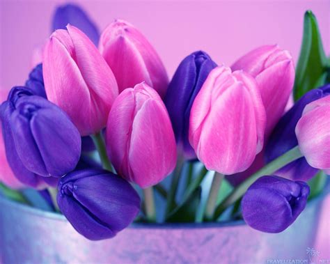 Purple Tulips Wallpapers - Wallpaper Cave