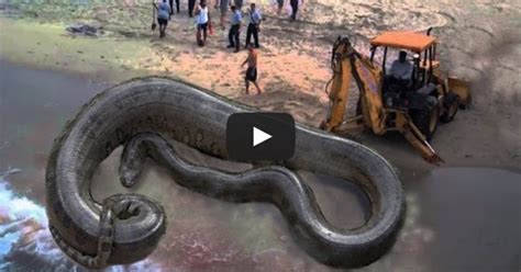 OMG!! The biggest giant anaconda found in coast area in 2015 (SEE VIDEO)>>>>>>>>>>> | COMING YOU