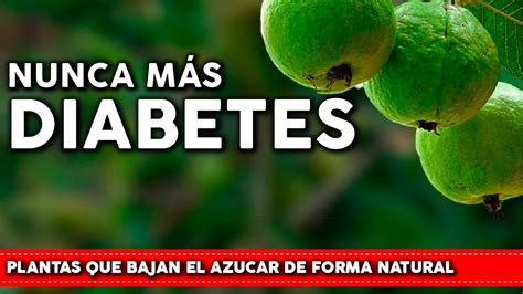 6 Plantas para la DIABETES que bajan el AZUCAR y Aumentan la INSULINA - Plántalas en tu Jardin ...