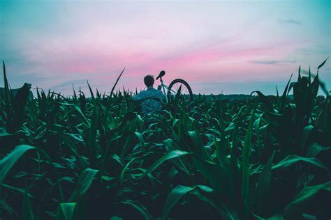 cornfield corn field harvest and sweet corn 4k HD Wallpaper