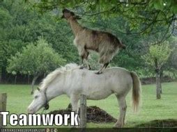 21 Genius Animals Taking Teamwork To A Whole New Level