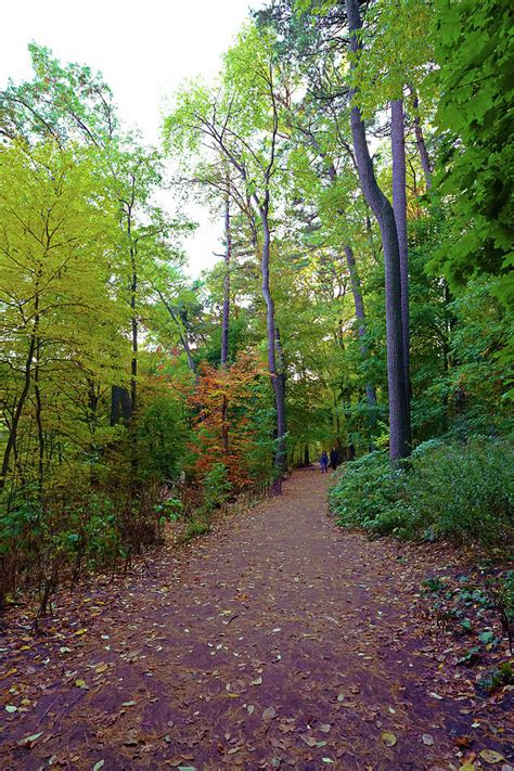 Forest Trail at High Park Photograph by Maria Faria Rodrigues - Pixels