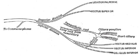 Cavernous plexus - wikidoc