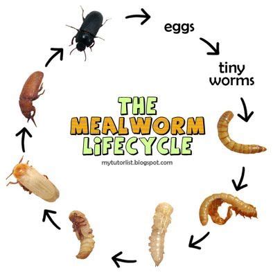 How To Start A Mealworm Colony : Behind Mytutorlist.com | 3rd grade stuff | Pinterest | The o ...