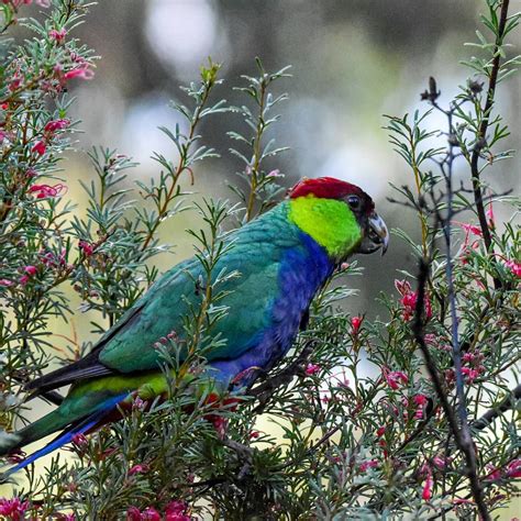 Buy Red Capped Parrot Online - For Sale - Top Breeders - Adoption Ready