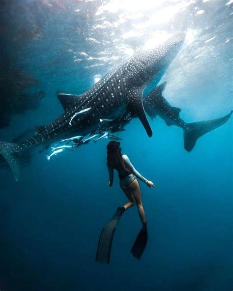 Pin by Wayne Hayward on Freedive | Swimming with whale sharks, Scuba diving magazine, Sea ...