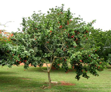 Meh: Fruit Tree of the Day: Ackee