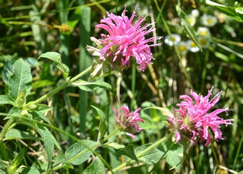 Wild Bergamot pink - Watching for WildflowersWatching for Wildflowers