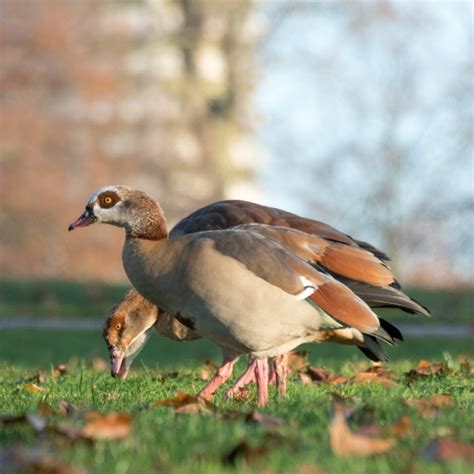 Egyptian Goose | BTO - British Trust for Ornithology