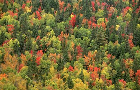 Aerial View Of Autumn Mixed Forest Canopy, Quebec, Canada Photograph by Eric Baccega / Naturepl ...