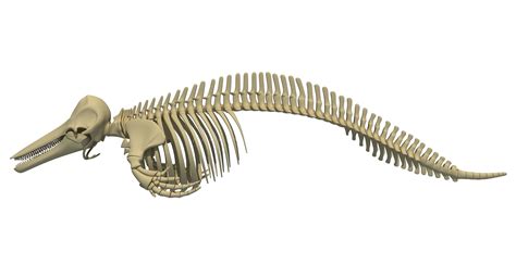 dolphin skeleton animal 3d max