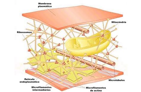 Aula Citoplasma E Citoesqueleto Biologia Celular | The Best Porn Website