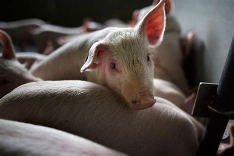 Human-pig hybrid created in lab to help grow donor organs | The ...