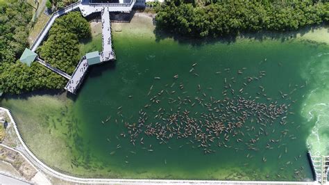 Tampa Electric's Manatee Viewing Center sets 'amazing' new record of ...