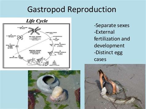The gastropods