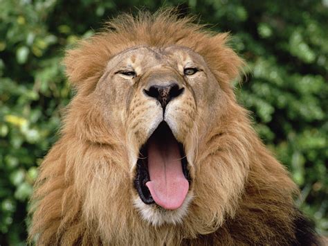 Male lion yawning - Lions Wallpaper (36825985) - Fanpop