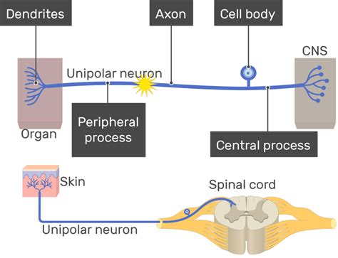 Unipolar Neuron Diagram