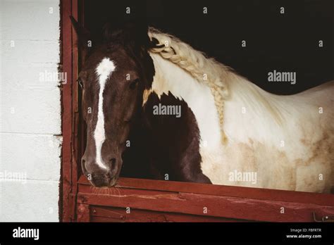 Horses in stable of equestrian centre Stock Photo - Alamy