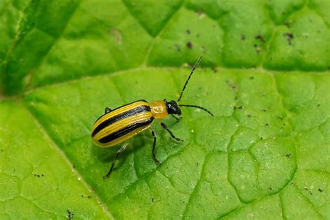 How to Spot, Prevent, and Get Rid of Cucumber Beetles in Your Garden