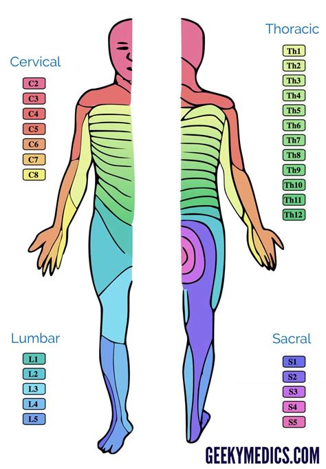 Dermatomes and Myotomes | Sensation | Anatomy Geeky Medics