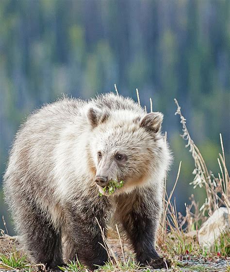 Grizzly Cub Photograph by Bob Dowling - Fine Art America