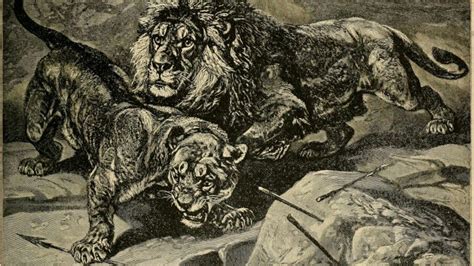 When Did the Fabled Barbary Lion Go Extinct? • The Revelator