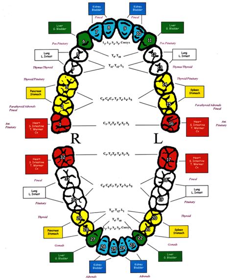 According to the Tooth Meridian Chart, Your Toothache Could Be Much Worse Than You Think ...