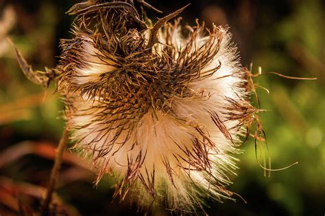 Thistle In Seed Photograph by Robert Alsop