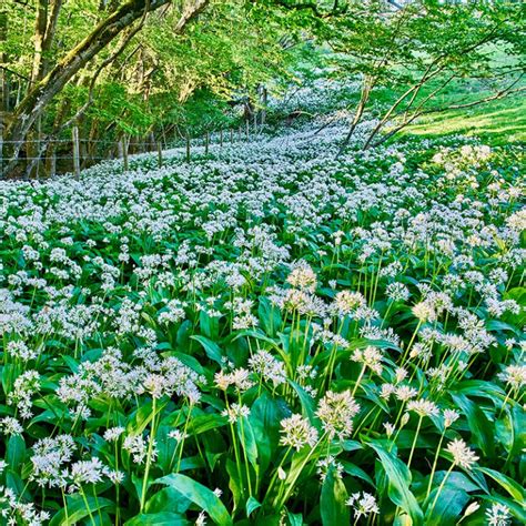 Wild Garlic Bulbs – Allium Ursinum – In The Green | Woodland Bulbs