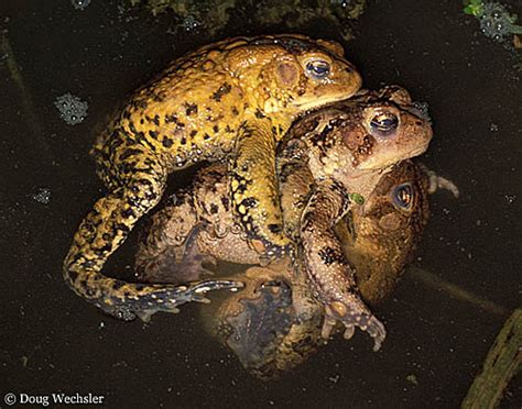 Toad Life Cycle by Doug Wechsler