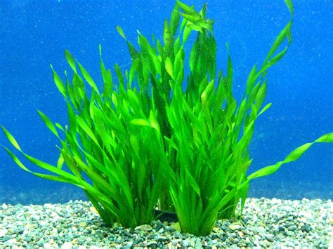 Vallisneria asiatica | Underwater amazingness | Pinterest | Aquatic plants and Aquariums