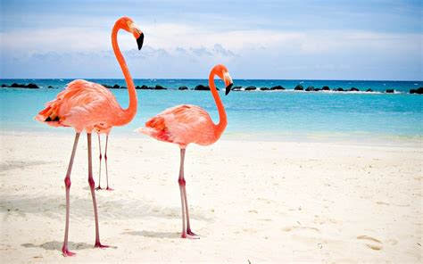 flamingo desktop backgrounds, HD Wallpaper | Rare Gallery