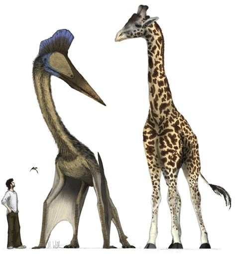 Quetzalcoatlus Size Comparison