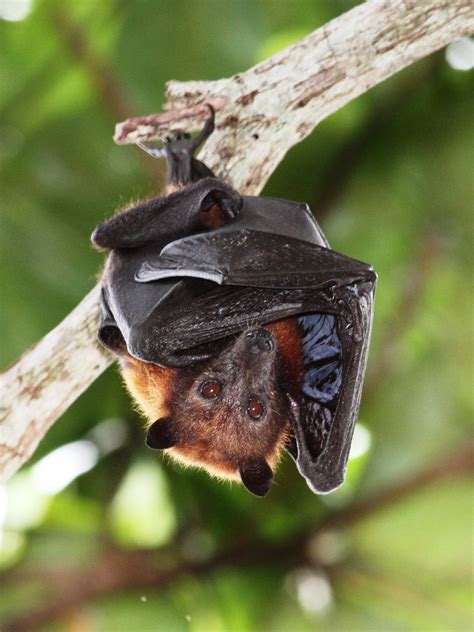 FRUIT & NECTAR BATS – MAMMALS OF BORNEO