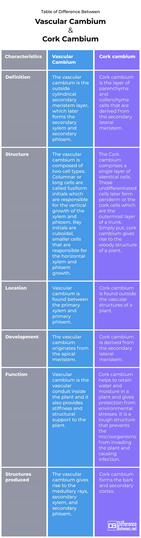 Vascular cambium and Cork cambium | Difference Between