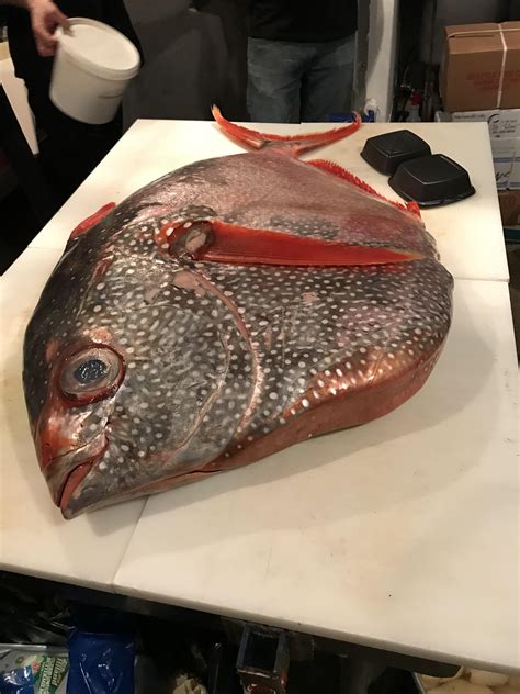 [Pro/Chef] 110 pound Hawaiian Opah. Fresh opah Ceviche Soon! | Opah fish recipe, Fish recipes ...