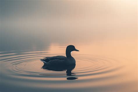 Wallpaper mandarin duck, china, water, lake, tourism, animal, bird, Animals #1346