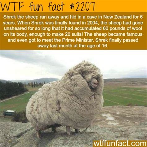 WTF Facts : funny, interesting & weird facts | Shrek the sheep, Wtf fun facts, Fun facts