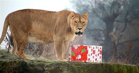 Funny pics show Yorkshire Wildlife Park animals getting Xmas gifts ...